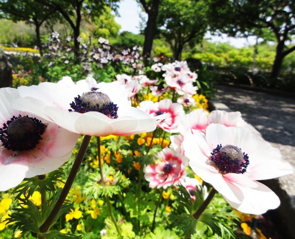 anemone
