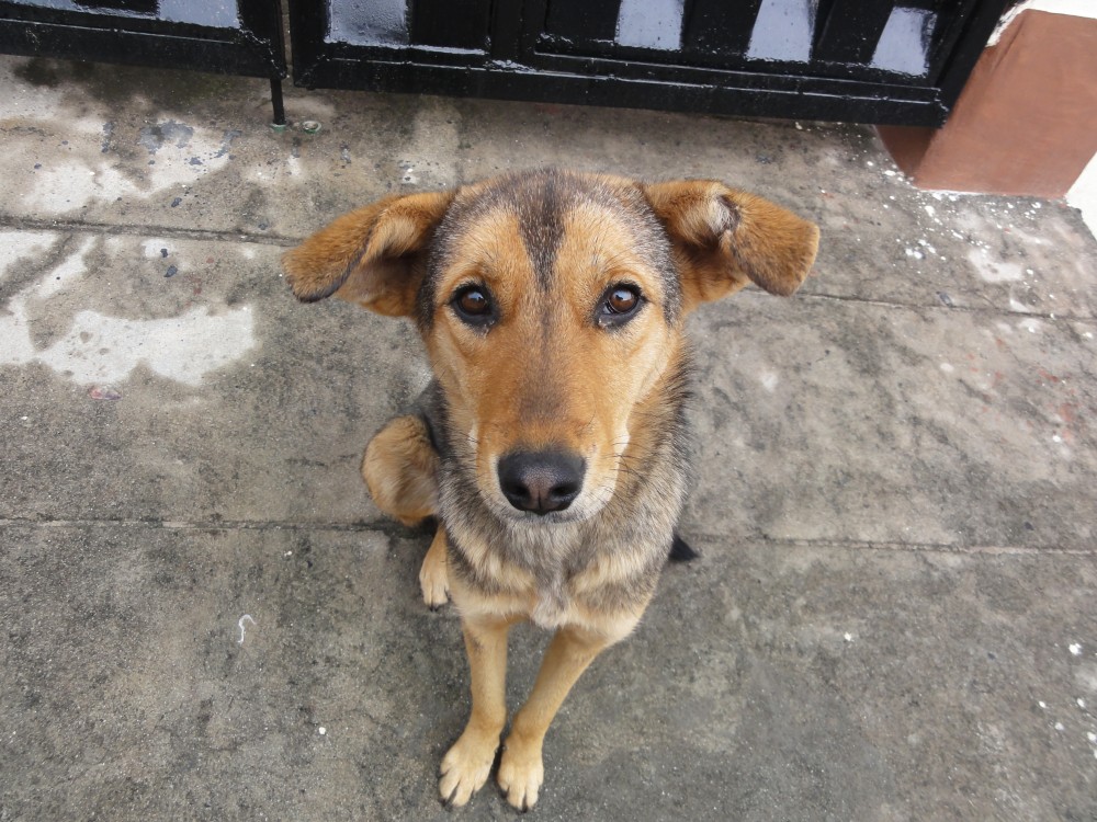 inu