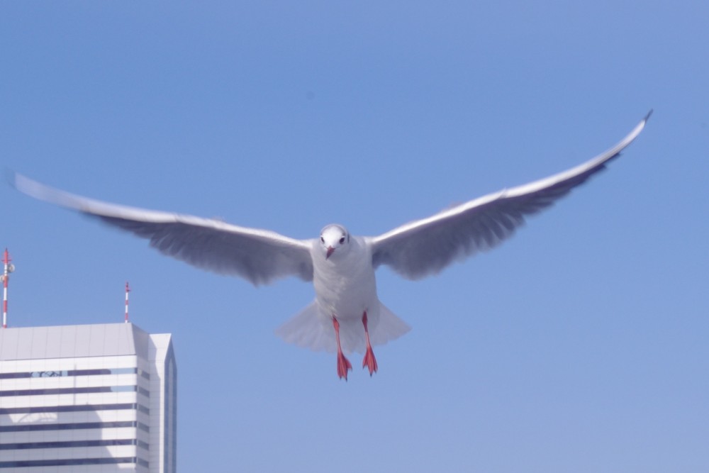 kamome