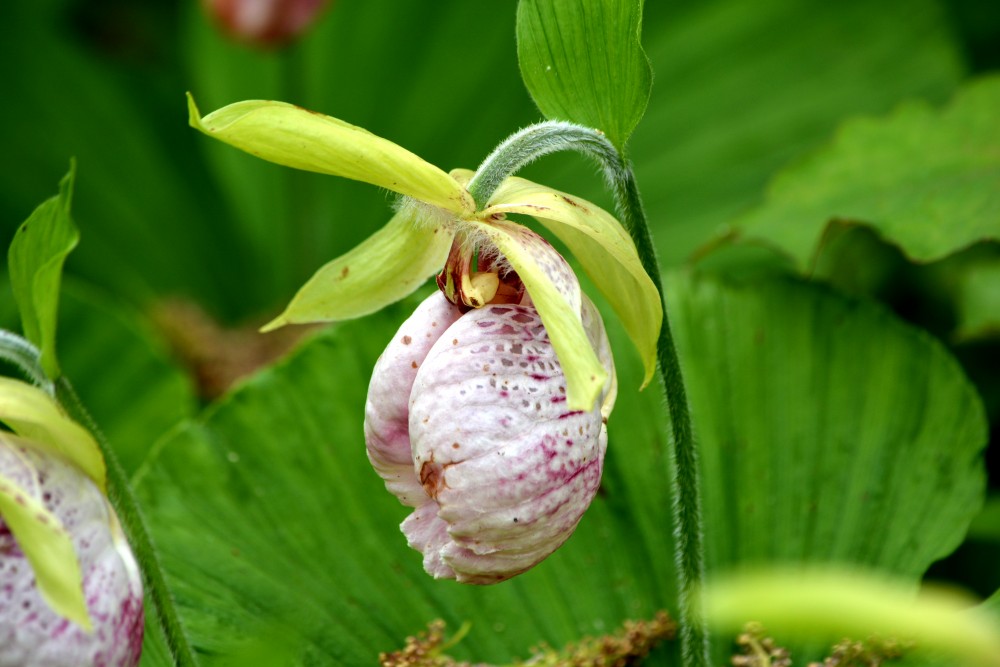 kumagaisou