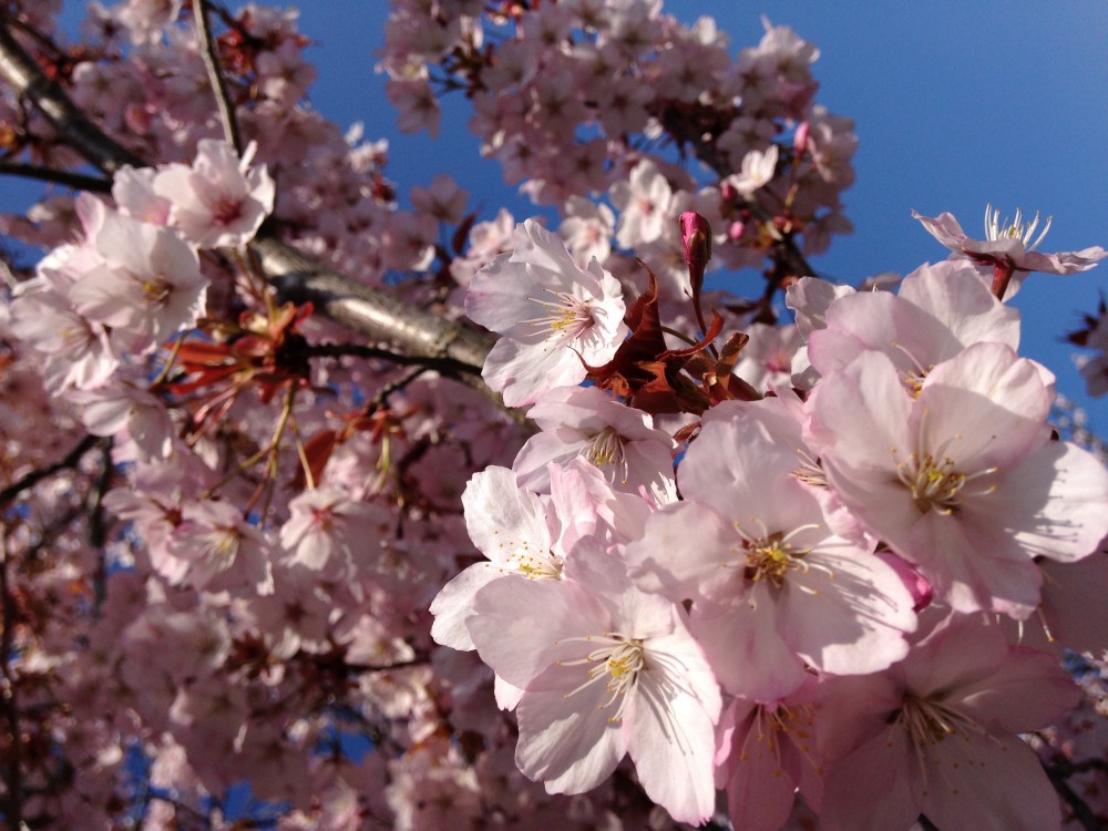 sakura