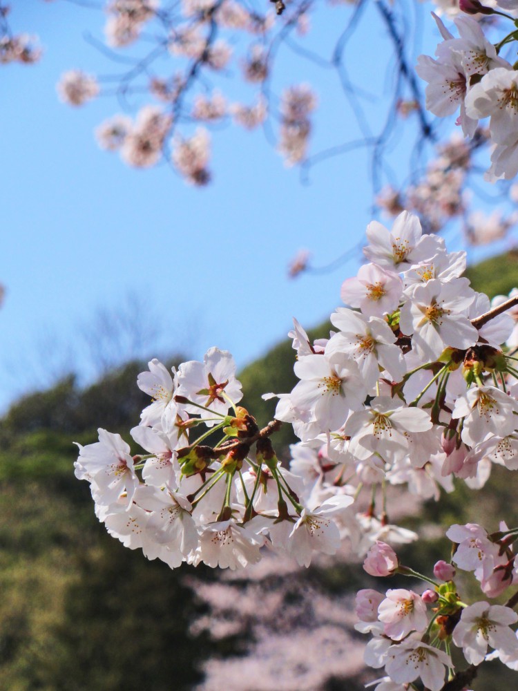 sakura1