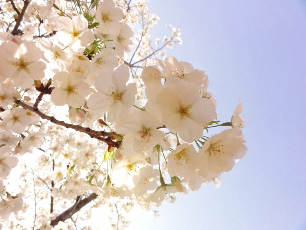 sakura2]