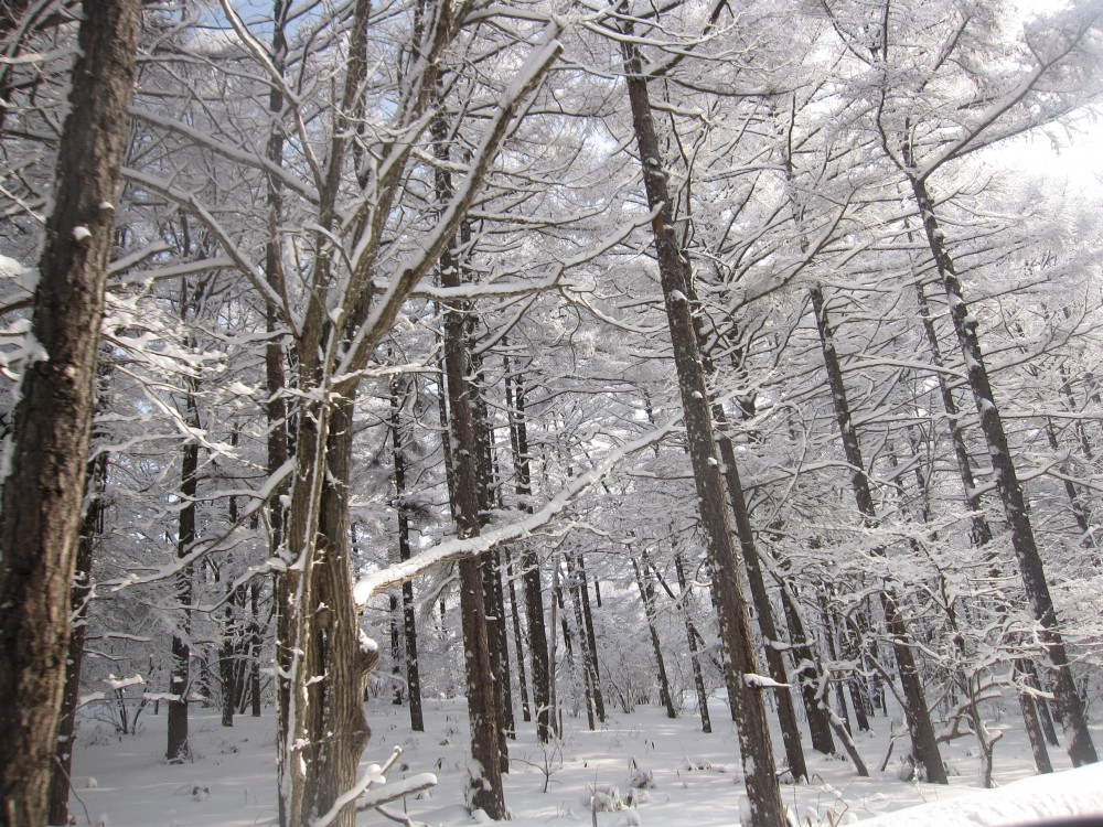 snow1