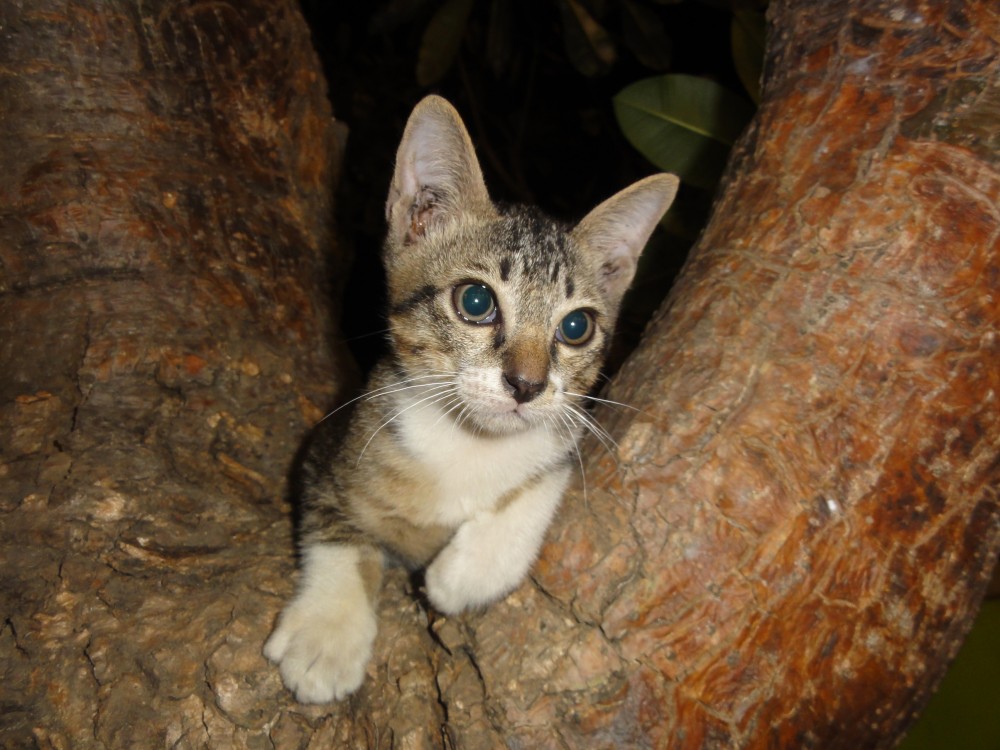 yamaneko