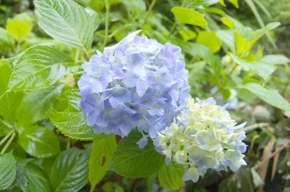 ajisai