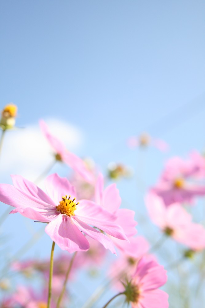cosmos