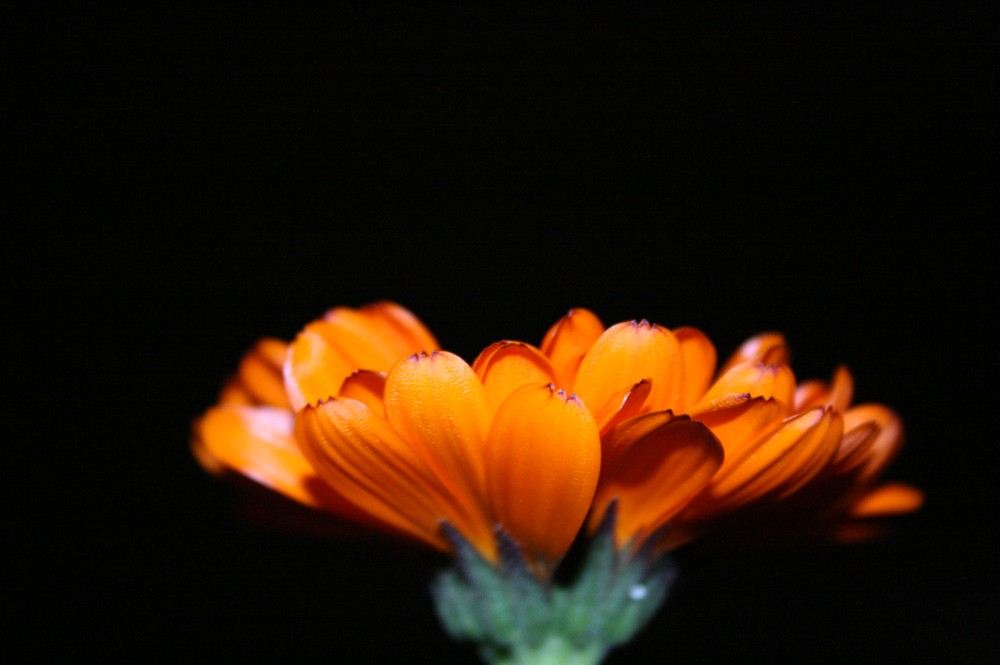 kinsenka