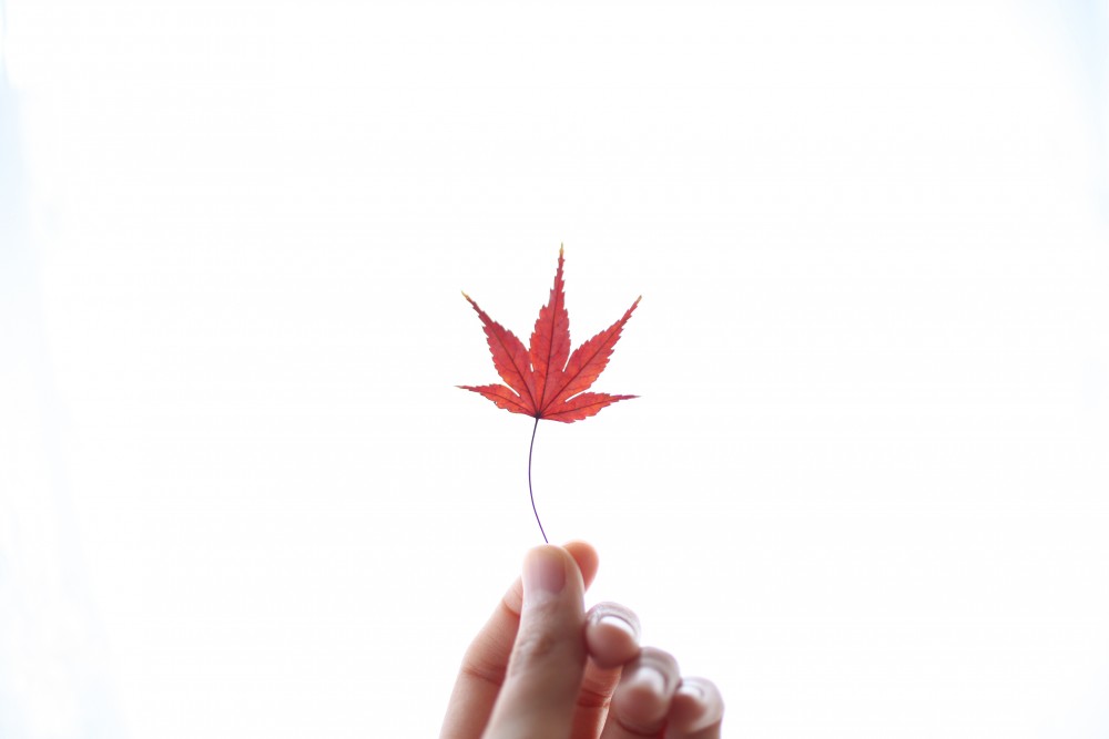 momiji