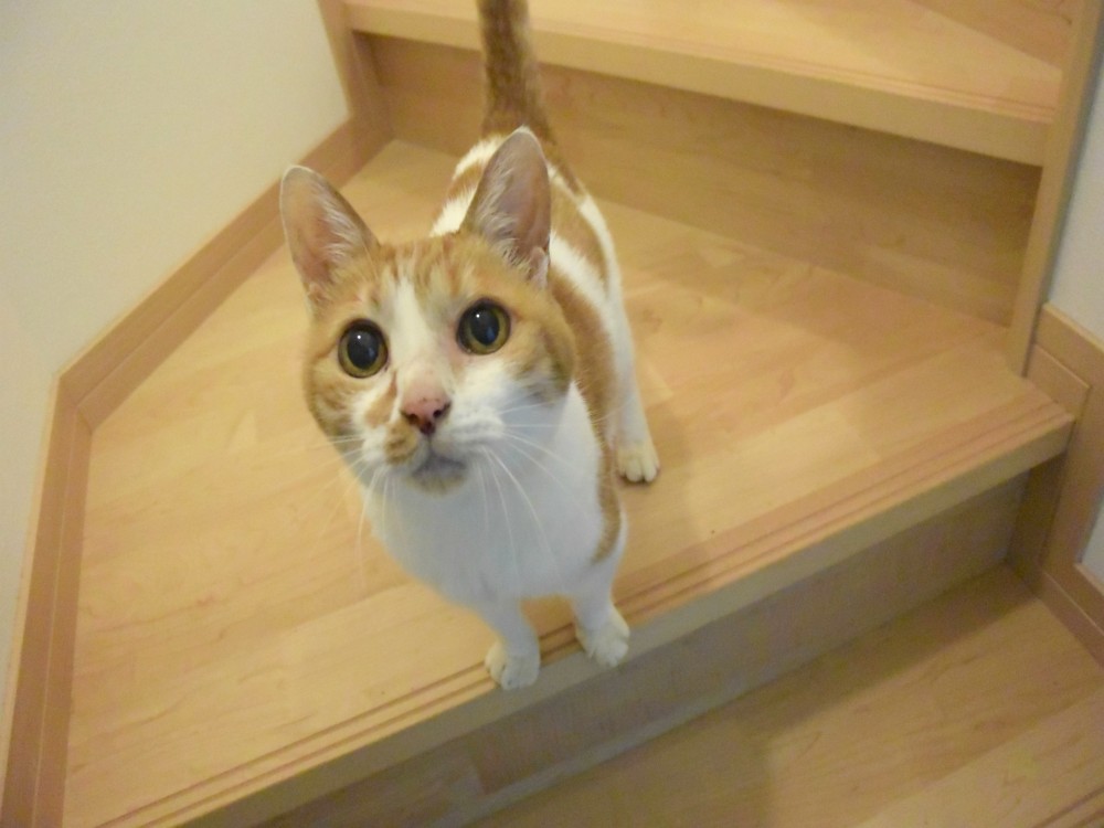neko1