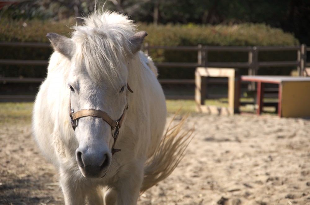 poni