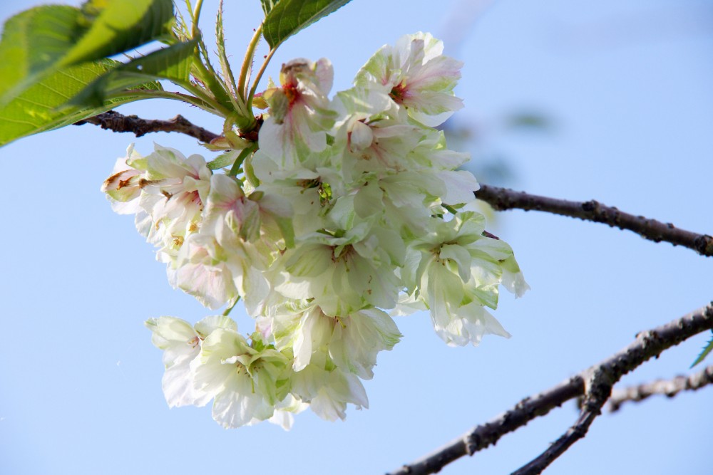 sakura ou