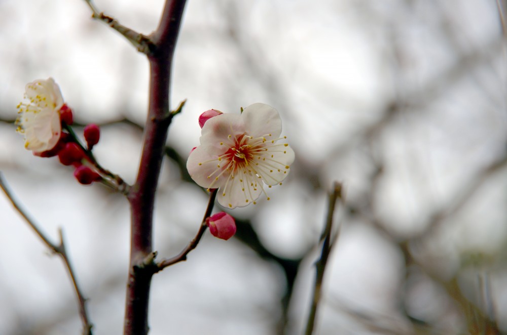 ume